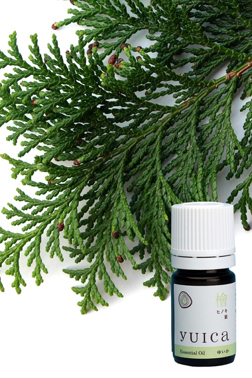 檜　ヒノキ　葉